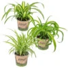 3x Graslelie Mix – Graslelie – ⌀12 Cm - ↕20-25 Cm -Goedkope Planten winkel 1560737714