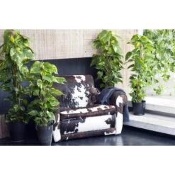 Scindapsus 'Aureum' In Hangpot - Epipremnum - Pot 17 Cm - ↕25 Cm -Goedkope Planten winkel 1560773404 0102