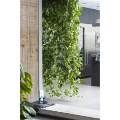 Scindapsus 'Aureum' In Hangpot - Epipremnum - Pot 17 Cm - ↕25 Cm -Goedkope Planten winkel 1560773404 0103