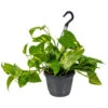 Scindapsus 'Aureum' In Hangpot - Epipremnum - Pot 17 Cm - β25 Cm 4 Scindapsus 'Aureum' In Hangpot - Epipremnum - Pot 17 Cm - β25 Cm -Goedkope Planten winkel 1560773404