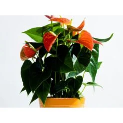 Anthurium 'Aristo' Oranje – Flamingoplant - ⌀12 Cm - ↕30-40 Cm -Goedkope Planten winkel 1563808855 0101