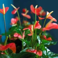 Anthurium 'Aristo' Oranje – Flamingoplant - ⌀12 Cm - ↕30-40 Cm -Goedkope Planten winkel 1563808855 0103