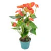 Anthurium 'Aristo' Oranje – Flamingoplant - ⌀12 Cm - ↕30-40 Cm -Goedkope Planten winkel 1563808855