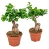 2x Ficus Microcarpa 'Ginseng' – Bonsai – ⌀15 Cm - ↕25-35 Cm -Goedkope Planten winkel 1572758295