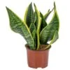 Sansevieria 'Laurentii' – Vrouwentong – ⌀12cm – ↕25-35 Cm -Goedkope Planten winkel 1579508839