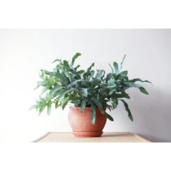 Blauwvaren In Hangpot - Phlebodium- Pot 18 Cm - ↕40-45 Cm -Goedkope Planten winkel 1583877077 0102