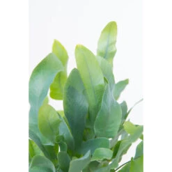 Blauwvaren In Hangpot - Phlebodium- Pot 18 Cm - ↕40-45 Cm -Goedkope Planten winkel 1583877077 0103