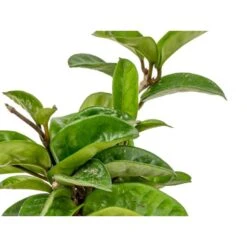 Hoya 'Krinkle' - Kamerplant In Kwekerspot ⌀10 Cm - ↕15 Cm -Goedkope Planten winkel 1585208249 0103