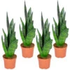 Sansevieria 'Black Coral' 4x - Pot 9 Cm - ↕35 Cm -Goedkope Planten winkel 1585750820