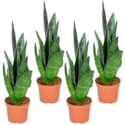 Sansevieria 'Black Coral' 4x - Pot 9 Cm - ↕35 Cm