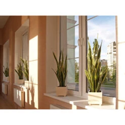 Sansevieria 'Black Coral' 2x - Pot 9 Cm - ↕35 Cm -Goedkope Planten winkel 1585813362 0102