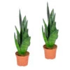 Sansevieria 'Black Coral' 2x - Pot 9 Cm - ↕35 Cm