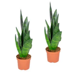 Sansevieria 'Black Coral' 2x - Pot 9 Cm - ↕35 Cm