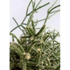 Rhipsalis 'Pilocarpa' -Koraalcactus In Hangpot - Pot 17 - Hoogte 20 Cm -Goedkope Planten winkel 1588465743 0102