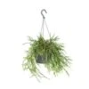 Rhipsalis 'Pilocarpa' -Koraalcactus In Hangpot - Pot 17 - Hoogte 20 Cm -Goedkope Planten winkel 1588465743