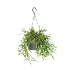 Rhipsalis 'Pilocarpa' -Koraalcactus In Hangpot - Pot 17 - Hoogte 20 Cm