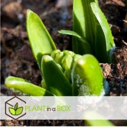 Hyacinthus Blue Water Mix X10 - Hyacint - Winterharde Bloembollen 7 Hyacinthus Blue Water Mix X10 - Hyacint - Winterharde Bloembollen -Goedkope Planten winkel 15908034c7bc4a4ab422b84b5b4a7904