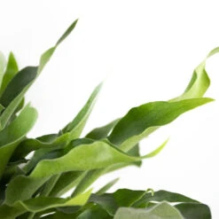 Platycerium Bifurcatum – Herftshoornvaren – ⌀17 Cm - ↕30-40 Cm -Goedkope Planten winkel 1613276521 0103