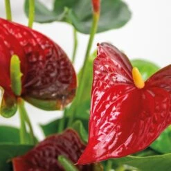 2x Anthurium Aristo Rood – Flamingoplant - ⌀14 Cm - ↕45-55 Cm -Goedkope Planten winkel 1621513031 0102