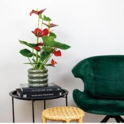 2x Anthurium Aristo Rood – Flamingoplant - ⌀14 Cm - ↕45-55 Cm -Goedkope Planten winkel 1621513031 0103