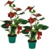 2x Anthurium Aristo Rood – Flamingoplant - ⌀14 Cm - ↕45-55 Cm