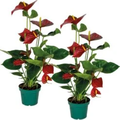 2x Anthurium Aristo Rood – Flamingoplant - ⌀14 Cm - ↕45-55 Cm