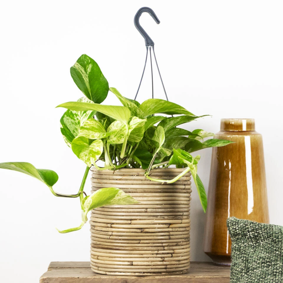 Scindapsus Marble Queen – Drakenklimop – ⌀17 Cm - ↕35-45 Cm 2 Scindapsus Marble Queen – Drakenklimop – ⌀17 Cm - ↕35-45 Cm - Afbeelding 2