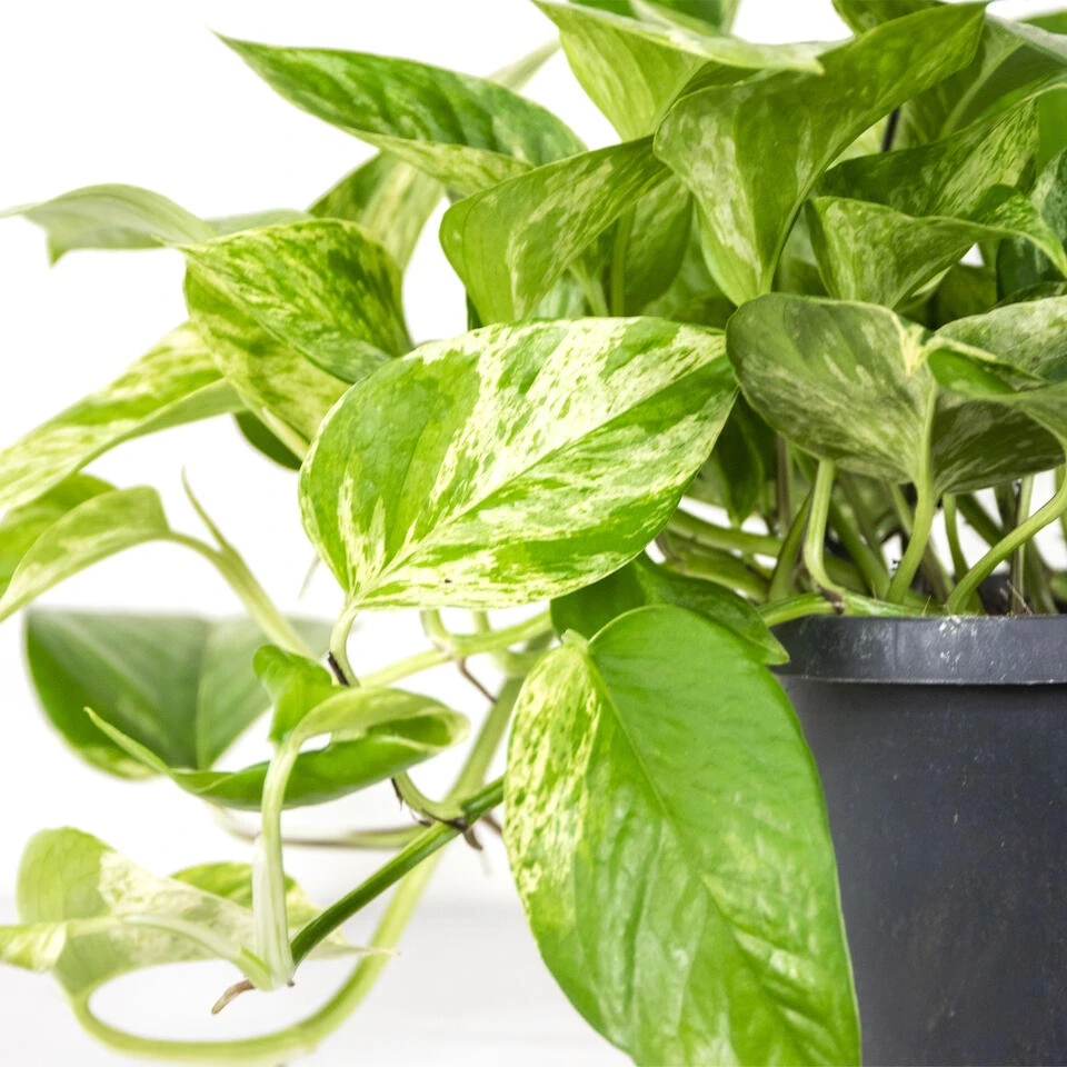 Scindapsus Marble Queen – Drakenklimop – ⌀17 Cm - ↕35-45 Cm 4 Scindapsus Marble Queen – Drakenklimop – ⌀17 Cm - ↕35-45 Cm - Afbeelding 4