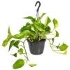 Scindapsus Marble Queen – Drakenklimop – ⌀17 Cm - ↕35-45 Cm -Goedkope Planten winkel 1636986460