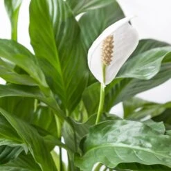 2x Spathiphyllum 'Bingo Cupido' - Lepelplant - ⌀17 Cm - ↕65-75 Cm -Goedkope Planten winkel 1642385010 0102