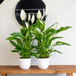 2x Spathiphyllum 'Bingo Cupido' - Lepelplant - ⌀17 Cm - ↕65-75 Cm -Goedkope Planten winkel 1642385010 0103