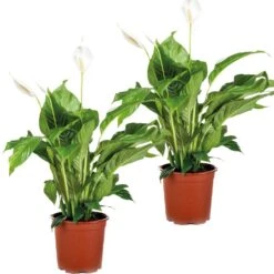 2x Spathiphyllum 'Bingo Cupido' - Lepelplant - ⌀17 Cm - ↕65-75 Cm