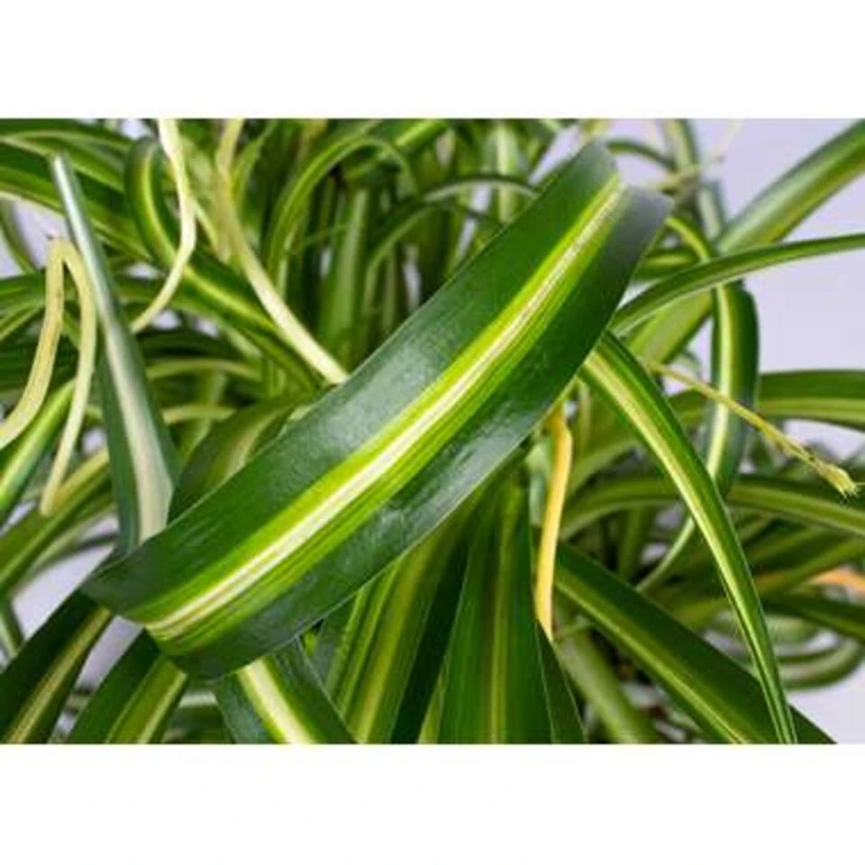 Graslelie In Hangpot 2 Graslelie In Hangpot - Afbeelding 2