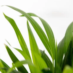 2x Dypsis Lutescens - Goudpalm - ⌀14 Cm - ↕40-50 Cm -Goedkope Planten winkel 1681489891 0102