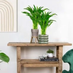 2x Dypsis Lutescens - Goudpalm - ⌀14 Cm - ↕40-50 Cm -Goedkope Planten winkel 1681489891 0103