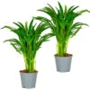 2x Dypsis Lutescens - Goudpalm - ⌀14 Cm - ↕40-50 Cm