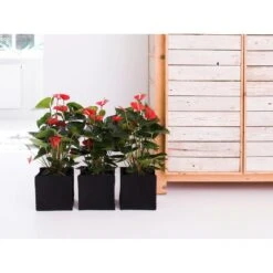 2x Anthurium 'Aristo' Rood– Flamingoplant - ⌀12 Cm - ↕30-40 Cm -Goedkope Planten winkel 1689594884 0101