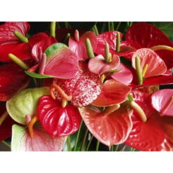 2x Anthurium 'Aristo' Rood– Flamingoplant - ⌀12 Cm - ↕30-40 Cm -Goedkope Planten winkel 1689594884 0102