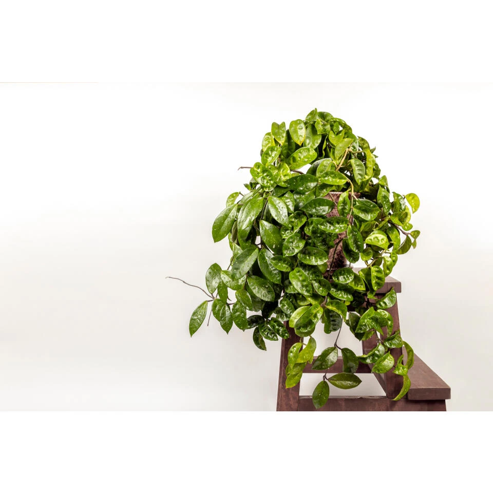 2x Hoya Krinkle P10.15 2 2x Hoya Krinkle P10.15 - Afbeelding 2