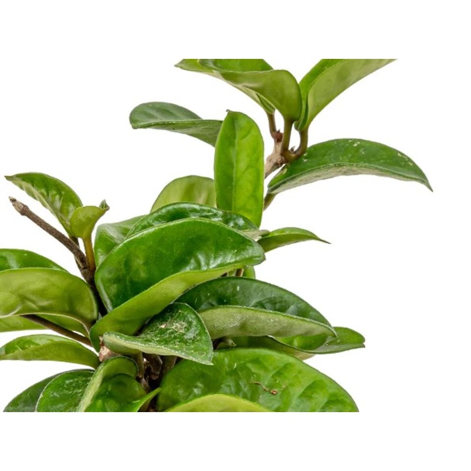 2x Hoya Krinkle P10.15 4 2x Hoya Krinkle P10.15 - Afbeelding 4