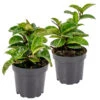 2x Hoya Krinkle P10.15 -Goedkope Planten winkel 1692893870