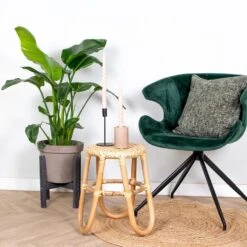 Strelitzia Nicolai - Paradijsvogelplant - ⌀19 Cm - ↕80-90 Cm -Goedkope Planten winkel 1701092676 0103