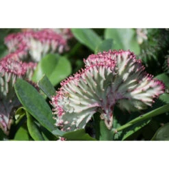 Euphorbia Lactea 'Cristata' - Cactus - Pot 11 Cm - Hoogte 30 Cm -Goedkope Planten winkel 1701652979 0103