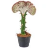 Euphorbia Lactea 'Cristata' - Cactus - Pot 11 Cm - Hoogte 30 Cm 9 Euphorbia Lactea 'Cristata' - Cactus - Pot 11 Cm - Hoogte 30 Cm -Goedkope Planten winkel 1701652979