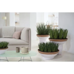 Sansevieria 'Fernwood Mikado' - Pot 12 Cm - ↕35 Cm -Goedkope Planten winkel 1703442755 0102