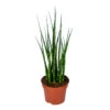 Sansevieria 'Fernwood Mikado' - Pot 12 Cm - ↕35 Cm -Goedkope Planten winkel 1703442755