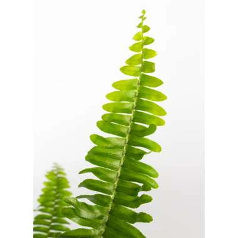 Nephrolepis Green Lady - Krulvaren In Hangpot - Pot 17 - ↕20 Cm 2 Nephrolepis Green Lady - Krulvaren In Hangpot - Pot 17 - ↕20 Cm - Afbeelding 2