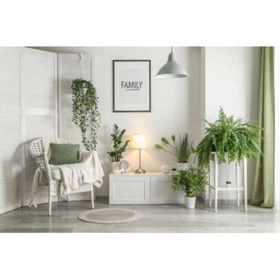 Nephrolepis Green Lady - Krulvaren In Hangpot - Pot 17 - ↕20 Cm 4 Nephrolepis Green Lady - Krulvaren In Hangpot - Pot 17 - ↕20 Cm - Afbeelding 4