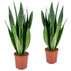 Vrouwentong - SansevieriaxL 'Zeylanica' 2x - Pot 17 Cm - ↕65 Cm