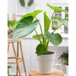 Olifantsoor - Alocasia 'Cucullata' Op Stam - Pot 12 Cm - ↕50 Cm -Goedkope Planten winkel 1761966854 0102